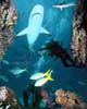 UnderWater810